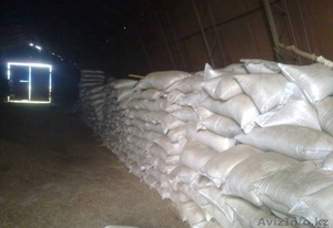 семена житняка, суданки, софлора #1332777