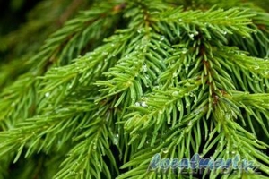 Елка оптом в Астане #1348586