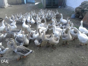 продаю взрослых гусей  #1344097