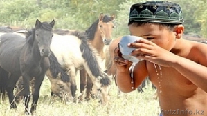 Саумал (Кумыс,  Кымыз) Алматы (кобылье молоко - свежевыдоенный) доставка на дом,   #1346529