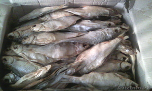 Продам сушеную воблу. #1350965