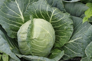 Селекционно-семеневодческая фирма в Алматы  #1353483