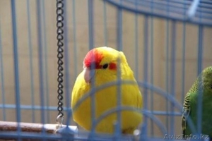 Продам попугаев  Корелл и какарика #1346011