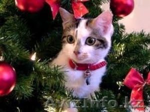 Сказка  и  Мурзик  от МБфондаЗЖ #1015584
