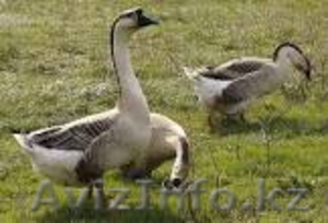 СРОЧНО продам домашних (этого года) ГУСЕЙ #1346972