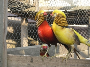 продам фазанов (молодняк) #1365904