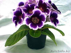 Продам прекраснейшие глоксинии #1362181