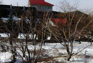  Обрезка спил плодовых деревьев. #1219913