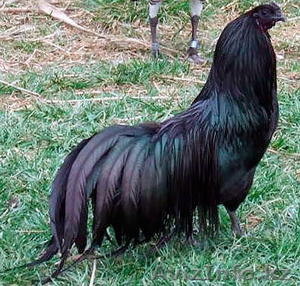 Продам кур,  цыплят,  инкубационное яйцо #1365905