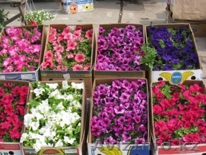 Рассада цветов петунии и многое другое  #1365910