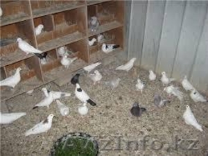 Продам голубей 