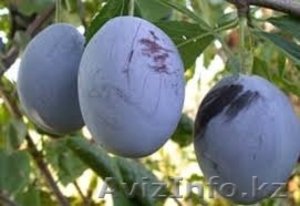 Саженцы сливы оптом #1357478