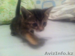 Отдам котенка трехцветного (сер.,  черн.,  бел.) #1365203