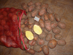 Доставка картофеля #1359910