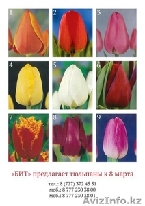 Тюльпаны на 8-е марта оптом #1375652