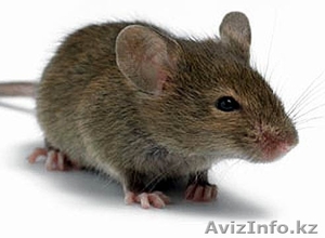 Дезинфекция,  дератизация,  дезинсекция в Астане #1378504