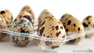 Перепелиные яйца. На дом!!! #1378783