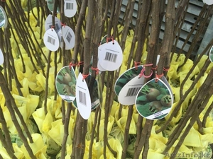 Саженцы плодовых,  хвойных деревьев и роз из Европы оптом #1368270