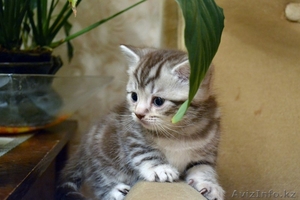 Кошки британской породы! #1378471