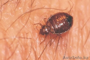 Уничтожение Клопов,  Тараканов,  Блох,  Грызунов #1378229