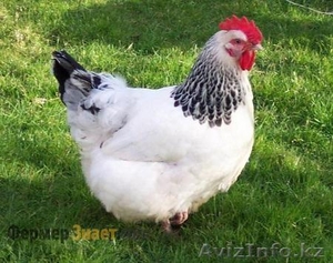 куплю куриные яйца  #1368514