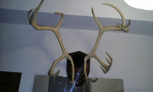 Продам рога сибирского оленя! #1373519