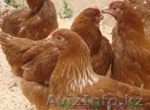 продам курей несушек #1374894