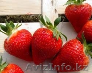Клубника оптом и в розницу 17 сортов #1374800