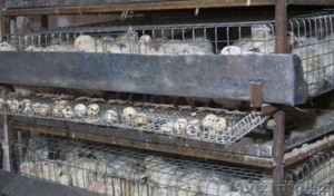 Продам перепелов,  оборудование для мини-фермы и инкубатор #1369211