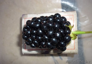 Саженцы ремонтантной ежевики 