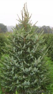 семена ель сибирская #1375796