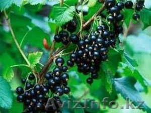 Саженцы черной смородины 