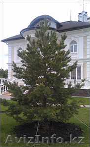 Саженцы сосны обыкновенной из грунта #1386649