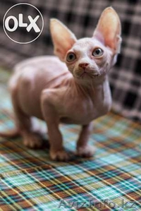 котята канадского сфинкса в алматы #1386859