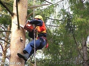 Пилим и обрезаем аварийные деревья любой сложности в Алматы #1383928
