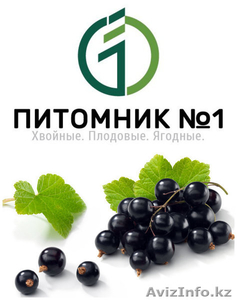 Саженцы черной смородины . #1389192