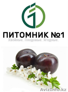 Предлагаем саженцы сливы. #1389194