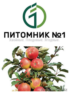 Саженцы яблонь колоновидных. #1389187