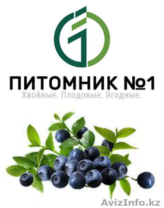 Саженцы голубики  (зкс). #1388389