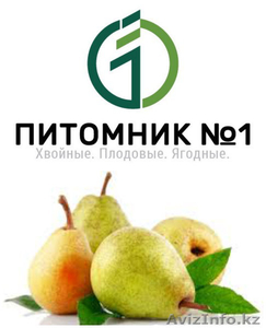 Саженцы груши розница #1388393