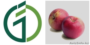 Саженцы яблонь. #1389198