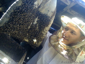 Продается 100 пакет пчёл #1382098