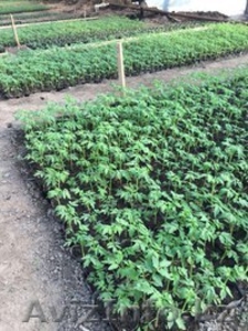 Саженцы помидоров! #1382742