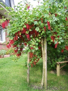 Саженцы штамбовой смородины #1391564