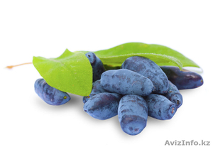 Саженцы жимолости (ЗКС). #1388395