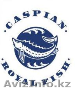 Осетровая ферма ТОО «Caspian Royal Fish» продаст Остеров и Стерлядь  #1399460