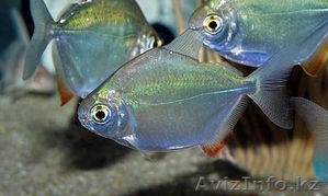 Пара  метинисов #1421091