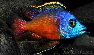 Мечущая пара боадзулу #1421094