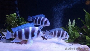 Фронтозы        #1421097