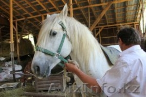 Прокат лошадей,  пони и конного экипажа #1415405